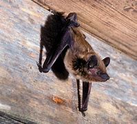 Image result for Bats in Northern VA