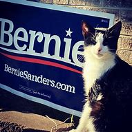 Image result for Cats for Bernie