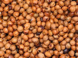 Image result for Cherry Tree Seeds