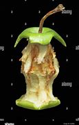 Image result for Rotten Apple at Core