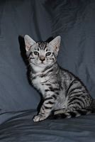 Image result for Grey Bengal Kitten