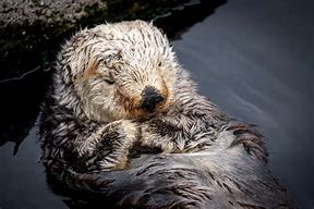 Image result for Rosa Otter