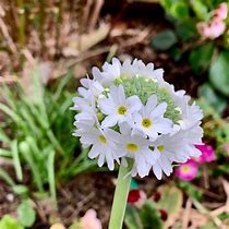 Primula denticulata Alba 的图像结果