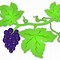 Image result for Ornamental Grape Vine