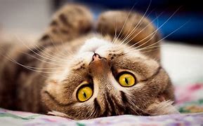 Image result for Cat Pictures Wallpaper