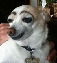 Image result for Dog Eyebrow Meme