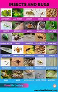 Image result for Types of Insects Bugs