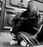 Image result for Mannul Cat