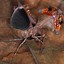 Image result for Southern Praying Mantis