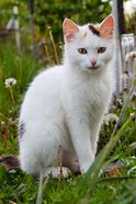 Image result for White Cat Standing Meme