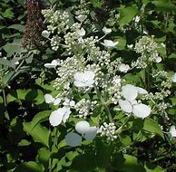 Image result for Hydrangea paniculata White Lady