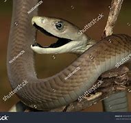 Image result for Black Mamba Vector