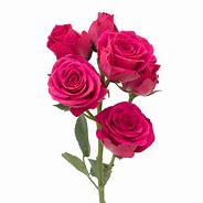 Image result for Hot Pink Spray Roses