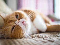 Image result for Cat Live Wallpaper for PC