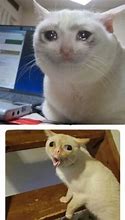 Image result for Coughing Cat Même