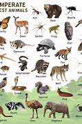 Image result for Temperate Rainforest Animal Adaptations