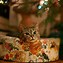 Image result for Christmas Cat Birthday