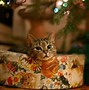 Image result for Christmas Cats Images