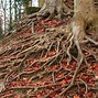 Image result for Root System Types