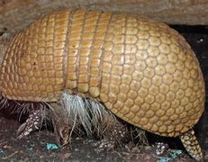 Image result for Armadillo in Their Shell