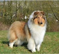 Image result for Rough Collie