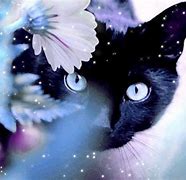Image result for Cute Magical Cat