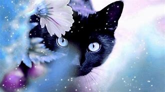 Image result for Magic Cat Wallpapers