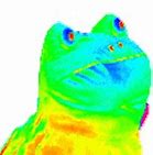 Image result for Pepe Stare Look GIF
