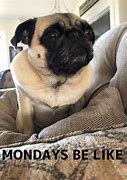 Image result for Monday Pug Meme