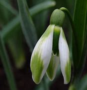Image result for Galanthus Fieldgate Fortissimo