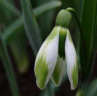 Afbeeldingsresultaten voor Galanthus Fieldgate Fugue