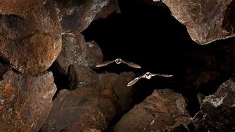 Image result for Bing Bat Cave