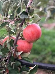 Image result for Virginia Apple Trees