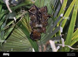 Image result for Cynopterus