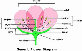Image result for iPhone 15 Diagram