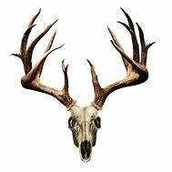 Image result for Deer Skull Mount Ideas