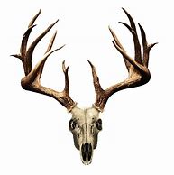 Image result for Deer Skull Vector Clip Art