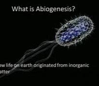 Image result for abiog�nesid