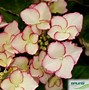 Image result for Hydrangea macrophylla Love you Kiss (r)