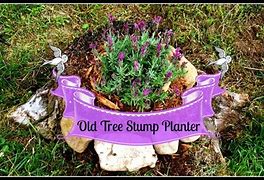 Image result for Greenscreen Tree Stump