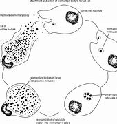 Image result for Chlamydia in Throat