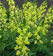 Image result for Thermopsis lanceolata