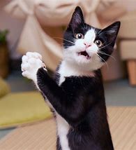 Image result for Cat Shocked Funny Face