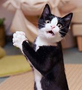 Image result for Funny Surprised Cat