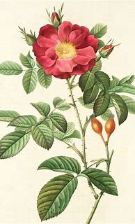 Image result for Botanical Illustration