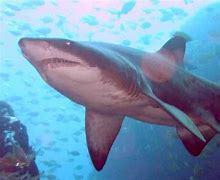 Image result for Top 10 Most Dangerous Sharks in the World