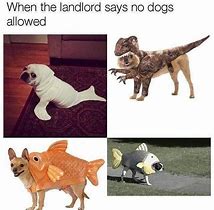 Image result for No Problem Meme Dog