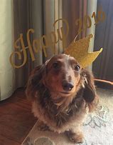 Image result for Funny Dachshund New Year