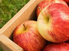 Image result for Top 10 Apple Varieties