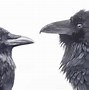 Image result for Difference Between Raven and Crow Australia